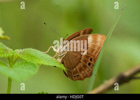 Doppia soffusa nastrare Judy Abisara bifasciata butterfly a Tapola Maharashtra arroccato su una foglia Foto Stock