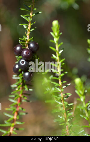 Crowberry nero ( Empetrum nigrum) Paesi Bassi Foto Stock