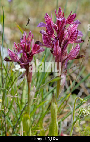 Butterfly orchis (Anacamptis papilionacea) nel campo di Cipro Foto Stock