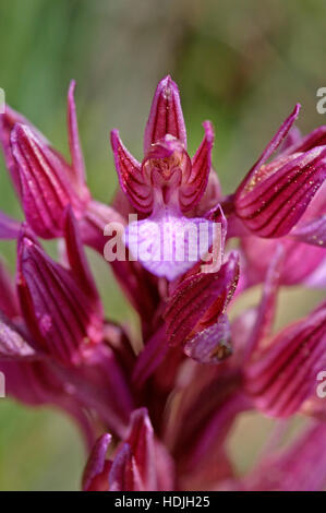 Butterfly orchis (Anacamptis papilionacea) nel campo di Cipro Foto Stock