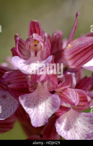 Butterfly orchis (Anacamptis papilionacea) nel campo di Cipro Foto Stock