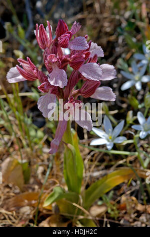 Butterfly orchis (Anacamptis papilionacea) nel campo di Cipro Foto Stock