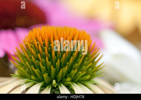 Rosa (Coneflowers Echinacea) sono luminose perenni, alcuni dei quali sono utilizzati in prodotti a base di erbe. Questi fiori sono facili da curare, relativamente siccità- Foto Stock