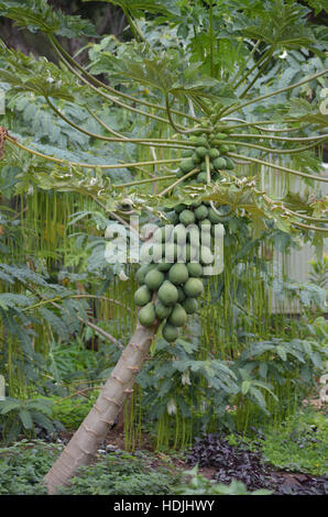 Green Papaya frutto su albero Foto Stock