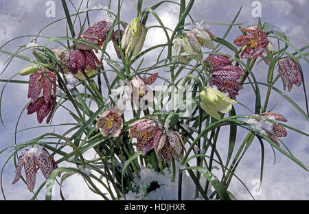 La missione di campane (Fritillaria meleagris) in inverno la neve e il ghiaccio. Foto Stock