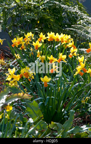 Narcissus è un genere principalmente di Hardy, soprattutto in primavera-fioritura, perennials a bulbo in famiglia Amaryllis, sottofamiglia Amaryllidoideae. Foto Stock