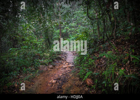 Sentiero nella giungla. La foresta pluviale di Sinharaja in Sri Lanka. Foto Stock