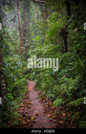 Sentiero nella giungla. La foresta pluviale di Sinharaja in Sri Lanka. Foto Stock