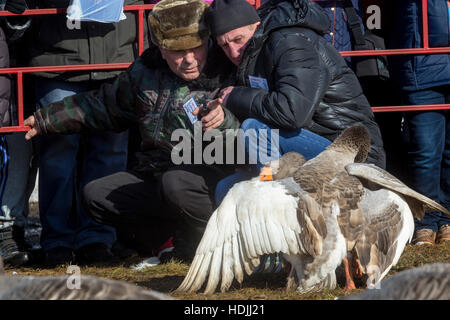 Oche di proprietari con i loro animali domestici durante i tradizionali marzo goose combatte e celebrazione Shrovetide festival nella città di Suzdal' Foto Stock
