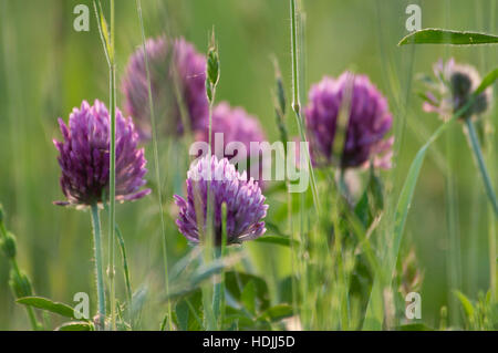 Trifoglio rosso fioritura in erba selvatica campo Foto Stock