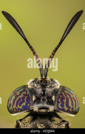 Soldato nero sono mosche comune e diffuso fly della famiglia Stratiomyidae. Né le larve né gli adulti sono considerati nocivi o vettori. Invece, Foto Stock