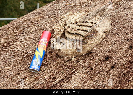 Dettaglio del nido di vespe struttura nel tetto di paglia Pest Control con vespe morte e le larve Foto Stock