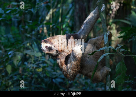 Sloth (Bradypus variegatus) a tre punte bruna-gola che si arrampica sull'albero nel santuario del solco costaricano Foto Stock
