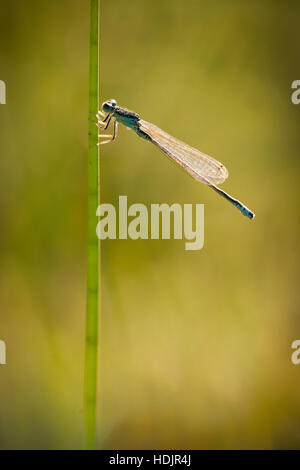 Una scarsa Blu-tailed Damselfly a Latchmore Brook nel New Forest. Foto Stock