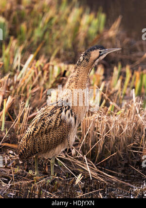 Un Botaurus stellaris si mescola perfettamente con lamelle circostante su un Suffolk reedbed Foto Stock