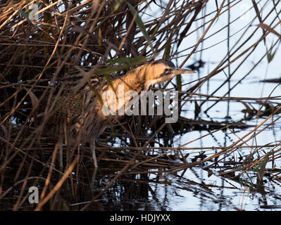 Un Botaurus stellaris stalking preda tra le canne su un Suffolk reedbed Foto Stock