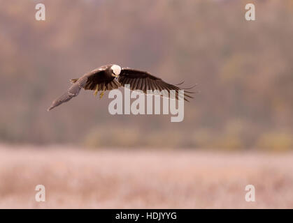 Una femmina di Falco di palude (Circus aeruginosus) passando sulla preda su un Suffolk reedbed Foto Stock