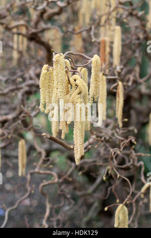 CORYLUS AVELLANA CONTORTA Foto Stock