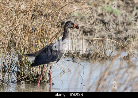 Pollo sultano o Purple Swamphen (Porphyrio porphyrio) alimentazione in zona umida a Maiorca, isole Baleari, Spagna Foto Stock