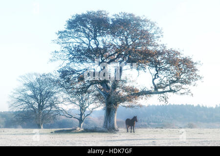 Una nuova foresta pony sotto un albero in Hampshire, Inghilterra, Regno Unito Foto Stock