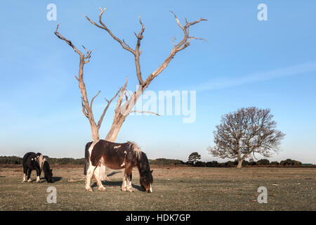 New Forest pony sotto un albero in Hampshire, Inghilterra, Regno Unito Foto Stock