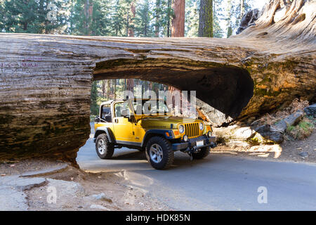 Parco Nazionale Sequoia, California - 14 novembre: oro jeep che attraversa un tunnel tagliati da un unico albero di sequoia trunk. Il 14 novembre 2016, il Sequoia NP, California. Foto Stock