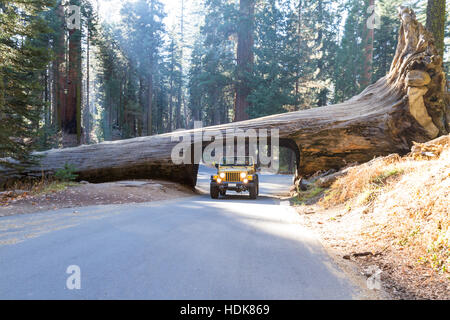 Parco Nazionale Sequoia, California - 14 novembre: oro jeep che attraversa un tunnel tagliati da un unico albero di sequoia trunk. Il 14 novembre 2016, il Sequoia NP, California. Foto Stock