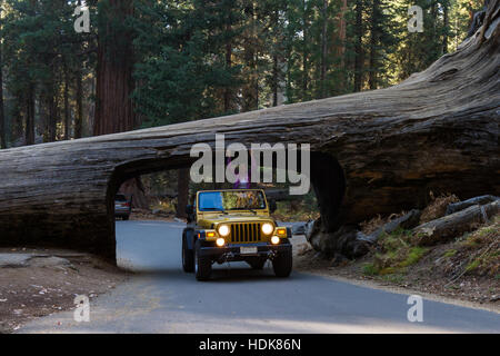 Parco Nazionale Sequoia, California - 14 novembre: oro jeep che attraversa un tunnel tagliati da un unico albero di sequoia trunk. Il 14 novembre 2016, il Sequoia NP, California. Foto Stock