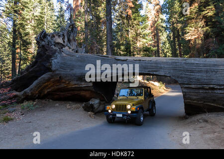 Parco Nazionale Sequoia, California - 14 novembre: oro jeep che attraversa un tunnel tagliati da un unico albero di sequoia trunk. Il 14 novembre 2016, il Sequoia NP, California. Foto Stock