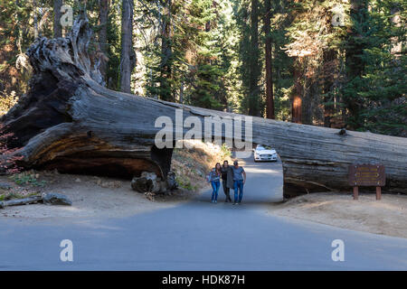 Parco Nazionale Sequoia, California - 14 novembre: persone che posano per una foto sotto il tunnel log. Il 14 novembre 2016, il Sequoia NP, California. Foto Stock