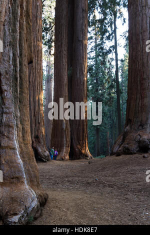 Parco Nazionale Sequoia, California - 18 novembre: Famiglia che posano per una foto alla base delle sequoie giganti. Il 18 novembre 2016, il Sequoia NP, California. Foto Stock