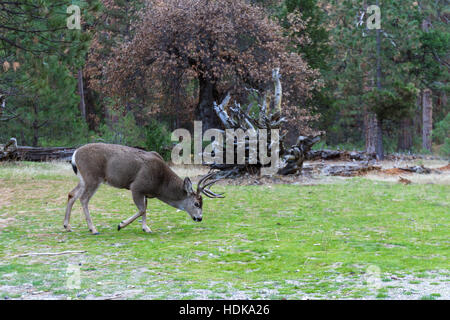 Maschio adulto Mule Deer o alimentazione buck su erba verde nella Yosemite Valley Foto Stock