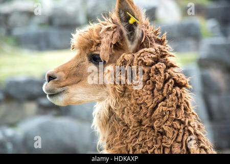 Alpaca (vicugna pacos), fortezza Inca di Sacsaywaman, Cusco, Perù Foto Stock