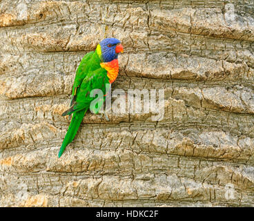 Rainbow Lorikeet (Trichoglossus haematodus) appollaiato su un tronco di albero, Victoria, VIC, Australia Foto Stock