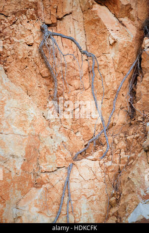 Radici aeree sul terreno di calcare Foto Stock