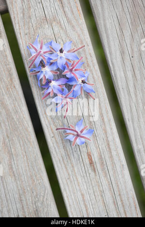 La borragine fiori su legno Tavolo da giardino. Noto anche come starflower, questo commestibile fiore blu è un annuale alle erbe. Foto Stock