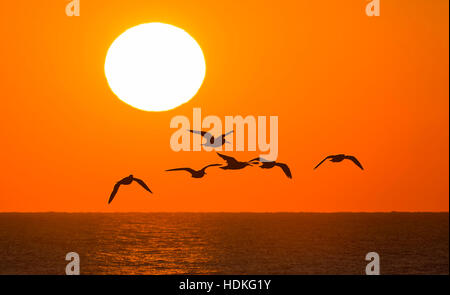 Silhouette di uccelli volare sopra il mare come il sole tramonta nel West Sussex, in Inghilterra, Regno Unito. Foto Stock