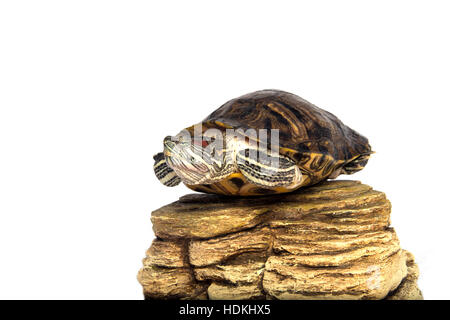 Trachemys scripta seduta su pietra isolato Foto Stock