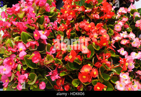 Mercato dei Fiori - Giovanni gollop Foto Stock