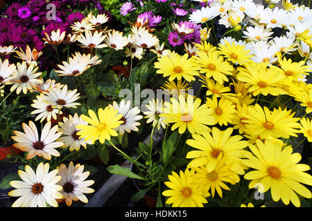 Mercato dei fiori Foto Stock