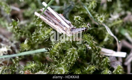 Larva animale tricotteri su sfondo moss Foto Stock