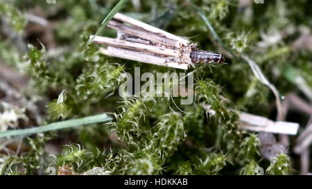 Larva animale tricotteri su sfondo moss Foto Stock