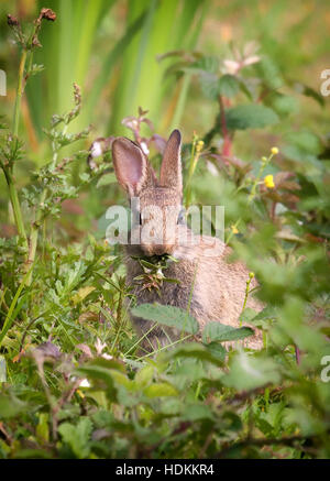 Coniglio giovane con un boccone di piante succulente le erbe in un prato di Dorset Regno Unito Foto Stock