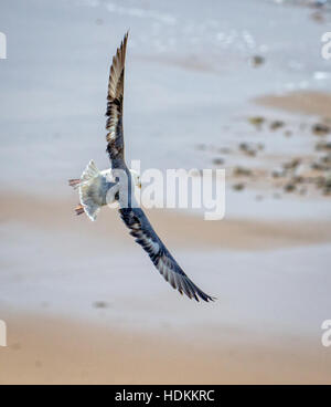 Northern Fulmar Fulmarus glacialis banking in volo su rupi costiere Foto Stock