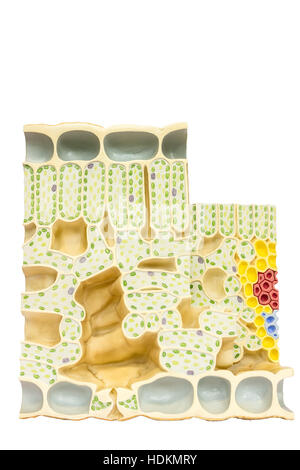 Foglia di modello con le cellule vegetali cloroplasti clorofilla isolati su sfondo bianco Foto Stock