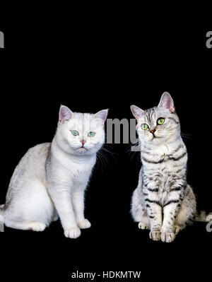 Due britannici di capelli corti black silver tabby e ombreggiata cat su sfondo nero Foto Stock