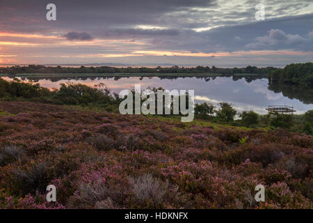 Viola vibrante heather con sunrise riflettendo sul lago all'alba Foto Stock