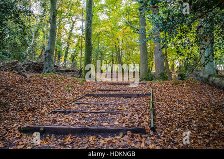 Percorso di legno che conducono a boschi con sole che splende attraverso gli alberi in autunno Foto Stock