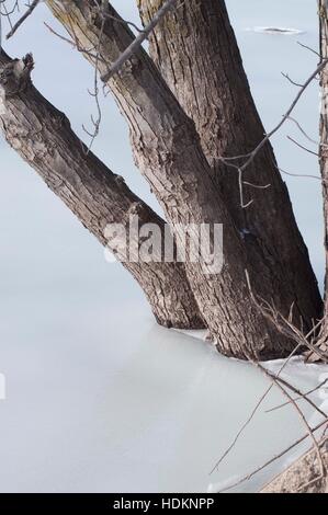 Alberi incastrata nel ghiaccio sulle rive del fiume di cedro, Iowa, USA. Foto Stock