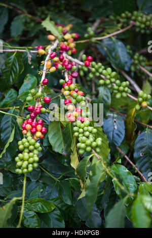 I grappoli di ciliegie di caffè maturazione su alberi Foto Stock